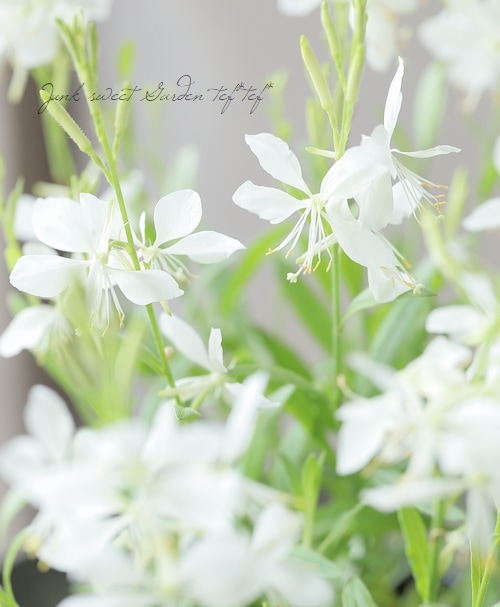 ガウラ・白蝶草 発芽苗 【1苗】初夏～晩秋までお花が咲き出根