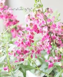 󥲥˥إ󥸥ե쥢åɥԥ󥯡