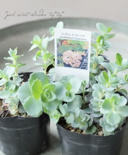 多肉植物】 『ツガルミセバヤ』 | すべての商品 | | Junk sweet Garden