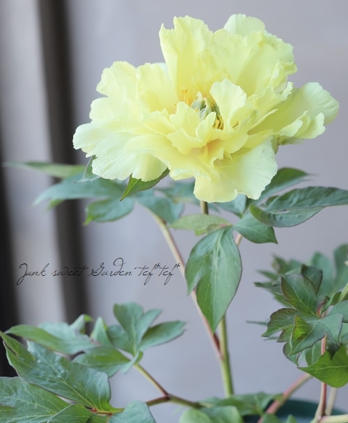 進化したハイブリット芍薬 『オリエンタルゴールド』 | すべての商品