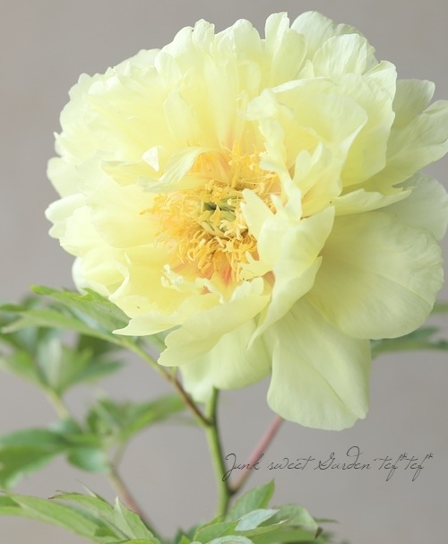 芍藥 000000022180_2eVEbfZ.jpg