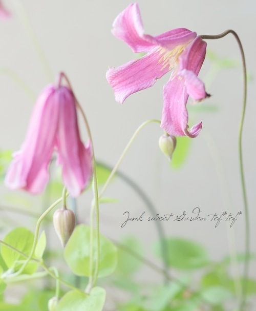 クレマチス・ビチセラ系 『エトワールローズ』 | すべての商品