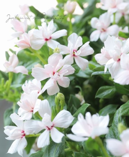 北島園芸オリジナル】 ニチニチソウ・ミラシリーズ 『ミラうさぎ (仮