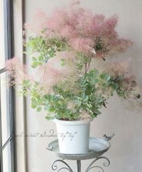 ⡼ĥ꡼إѡץե 2025No.11