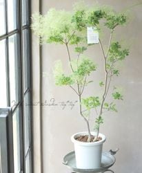 ⡼ĥ꡼إۥ磻ȥե١2025No.12