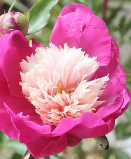 芍薬 『ビロードクイーン』 地上部なし | 花苗 | | Junk sweet Garden