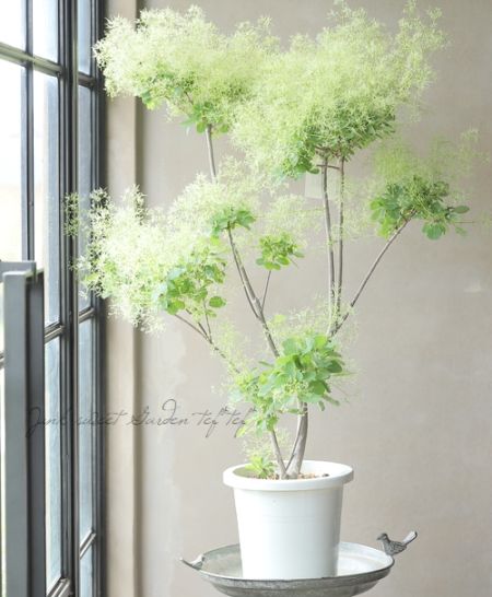 現品 ラスト1点 スモークツリー ホワイトファー