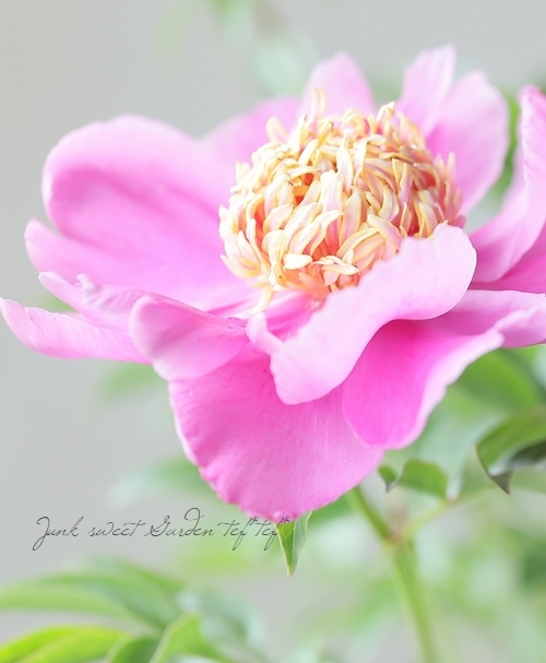 芍薬 『ウォルターマインズ』 地上部なし | 花苗 | | Junk sweet