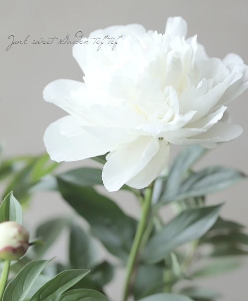 八重咲き芍薬 『ラテンドール』 | すべての商品 | | Junk sweet Garden