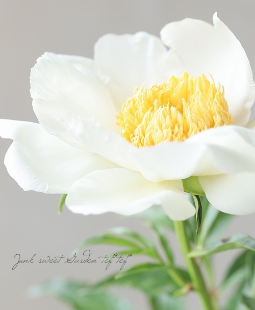 芍薬 『ムーンオブニッポン』 | すべての商品 | | Junk sweet Garden