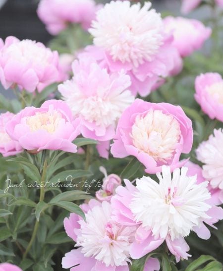 かんむり咲きピオニー・洋種芍薬 『ソルベット』 | すべての商品