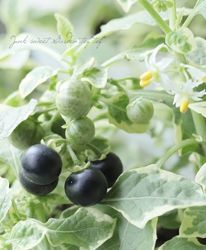 �����꥽��ʥ� �إ֥�٥�å��� 