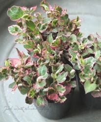 ������ɥ����ߡ��ػ����ɥ����ߡ�