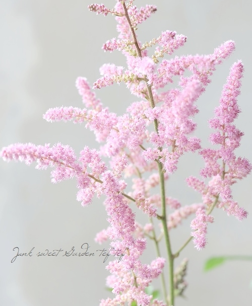 ☘️スペシャルイベント☘️1211⭐️極上品⭐️レア⭐️ピンクアプリコット【ソレイユ】 アスチルベ 『ビジョンズインピンク』 | すべての商品 | | Junk sweet