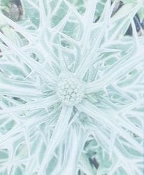 ����󥸥��ࡡ�إХ�ե��ꥦ���