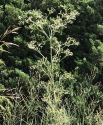 花苗 | Junk sweet Garden tef*tef*