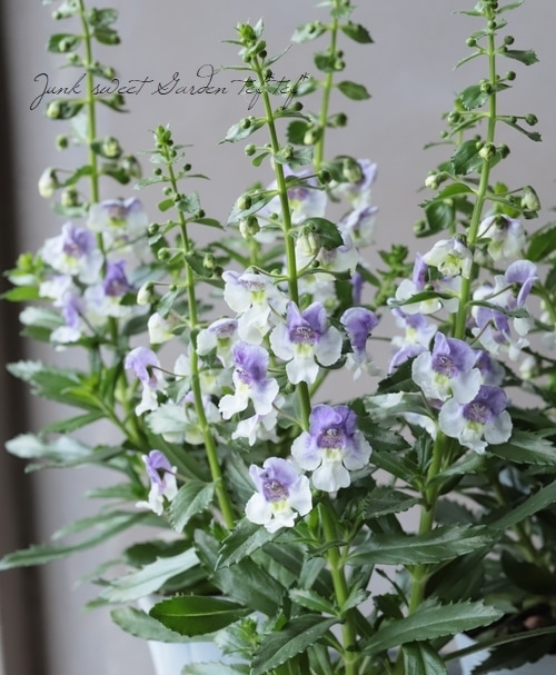 大輪アンゲロニア・エンジェルフェイス 『ウェッジウッドブルー