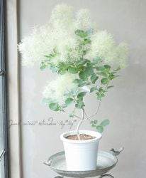 スモークツリー 楽天市場】2025年開花見込み高さ40～50センチ6月中旬開花