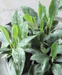 ץʥꥢإ󥰥ƥեꥢ