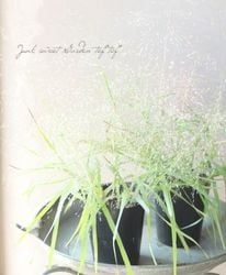 ڥ饹ʪۥ饰ƥإڥӥꥹ