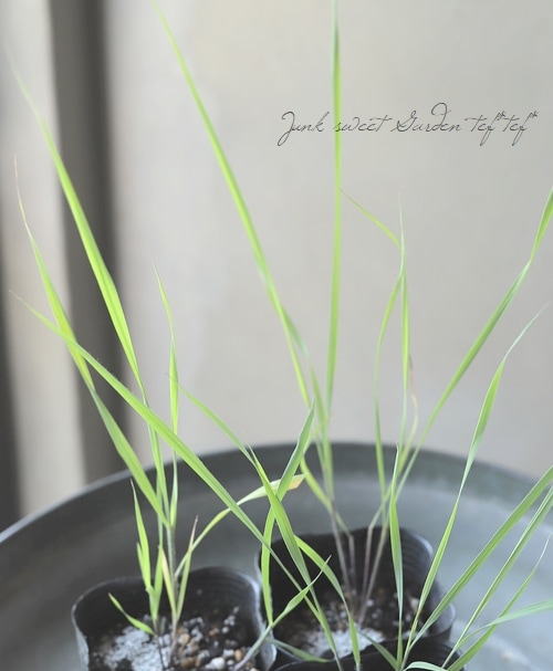 グラス植物】ソルガストラム 『インディアンスチール』 | すべての商品