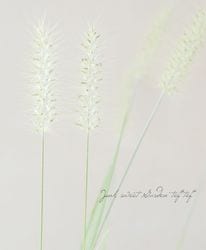 ڥ饹ʪۥڥ˥ࡦڥǥ إ饷С