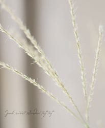 ڥ饹ʪۥߥ󥵥إ饤 Сѥ 