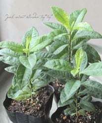 �ե��å������إ�ˡ���������ɥ֥롼��