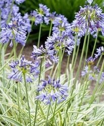 �����ꥢ���ѥ󥵥����إ���С��ࡼ��١ڲָ��