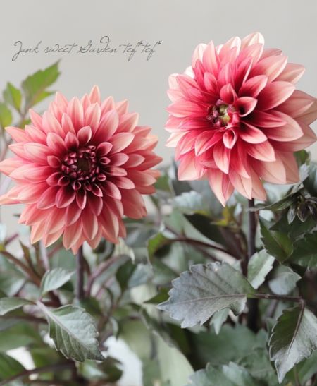 銅葉ダリア・ラベラグランデ・チョコレートシリーズ『アプリコット