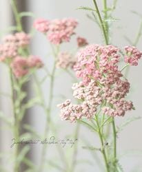 �ɺ��𥢥��쥢���إ��ץꥳ�åȥǥ饤�ȡ�