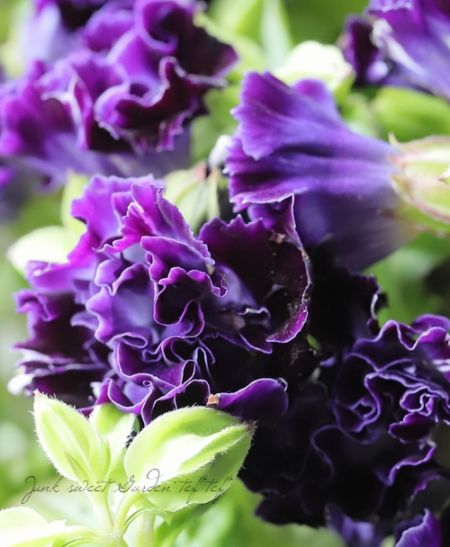 フルーツハーモニー✨華やかなフィナーレ【グレングラッサ1986 OB19】 グレングラッサ よしのや 埼玉県富士見市