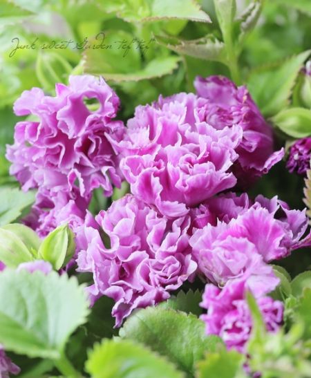 ローズ 000000022338_BqrzOQ7.jpg