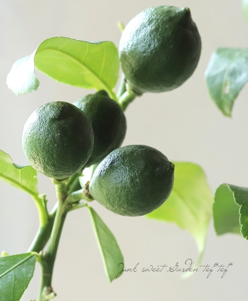 果樹】 レモン 『シシリアレモン』『シチリアレモン』【大量実付き