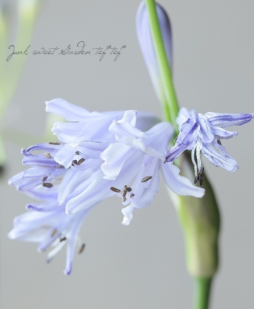 アガパンサス set苗 ネコポス 気温が月曜から少しあがるので下がったら アガパンサス set苗 ネコポス 気温が月曜から少しあがるので