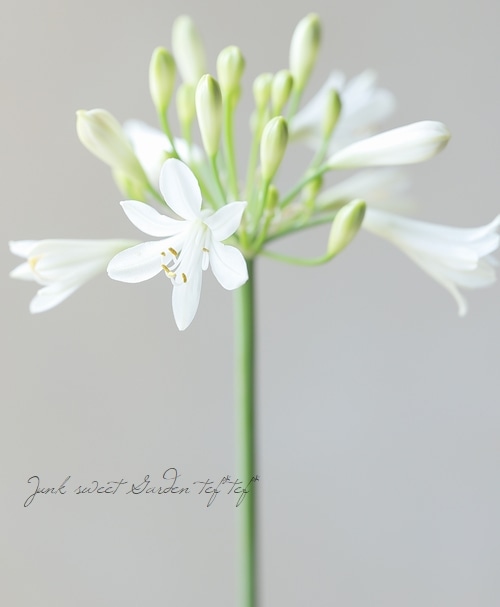 ホワイトA ぱんちゃん様 コンパクト品種！アガパンサス 『ホワイト』 | すべての商品 | | Junk