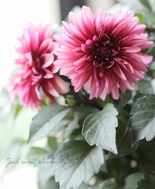 公式 ストアフラワー・ガーデニング - ダリア咲クラッシックピンク