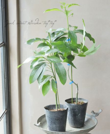 家庭菜園】アボカド 『リード』丈夫な接ぎ木苗！ | 花苗 | | Junk