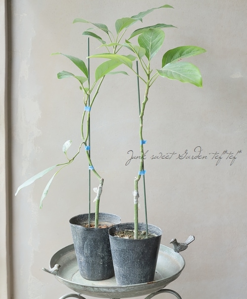 アボカドの苗木 Amazon.co.jp: 【予約受付中】アボカド 品種おまかせ