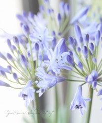 �͵��餭�����ѥ󥵥������ޡ���֡��إ֥롼�١�����ѥ����ʼ�