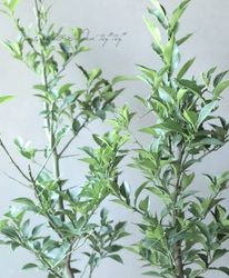 �ڲ����ڱࡦ�̼��� �楺 ����ͮ�ҡ� 