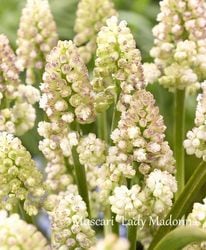 ڵ庬 ॹꡡإǥޥɥʡ 5塡10off