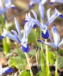 ڵ庬 餭ꥹƥ顼 إåȡ 10off