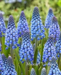 ڵ庬 ॹꡡإ󥼥 5