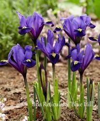 ڵ庬 餭ꥹƥ顼 إ֥롼ҥ١