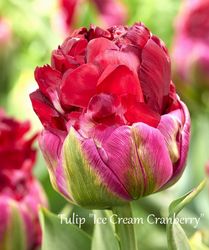 ڵ庬ۥ塼åסإ꡼९٥꡼ٵ庬3