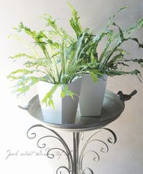 �ڴ��տ�ʪ�ۥ����ץ�˥��ࡡ�إ˥ɥ����٥Хꥨ��������(���ޥ������˥勵��)