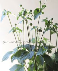 Flower Species | Junk sweet Garden tef*tef*