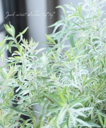 ��������業��ʥ��١�