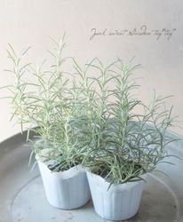 ڥϡ֡ Ωޥ꡼إ٥ͥǥ֥롼